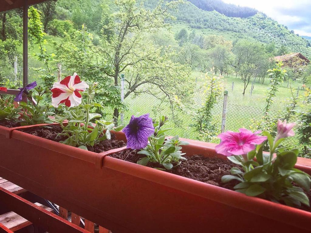 Image 12