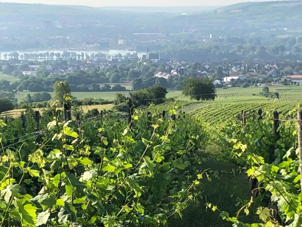 Rheingau und Weltkulturerbe Mittelrheintal erleben - Ferienappartement in Winkel