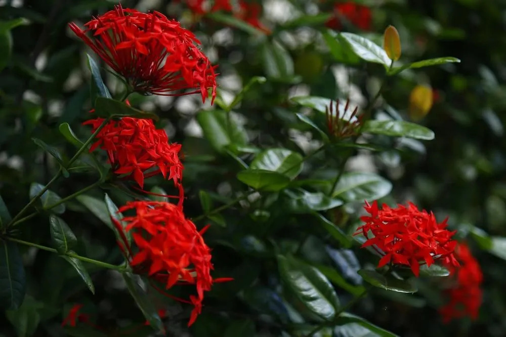 Olindapart - фото 23