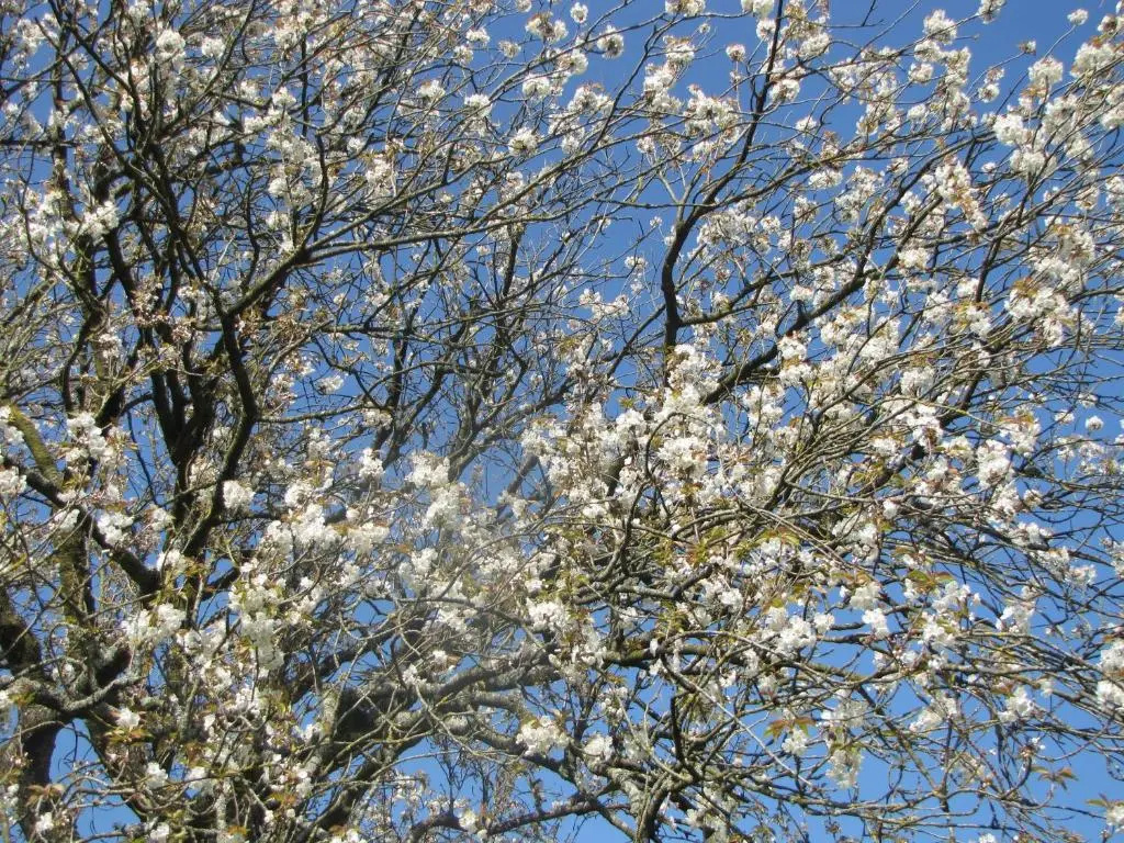 Voir la photo 3 — Les Charmes du Petit Pré