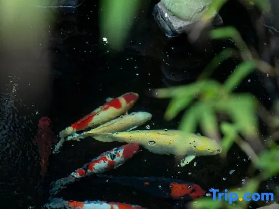 Jinxitang Homestay（Taihu Dongshan Store）
