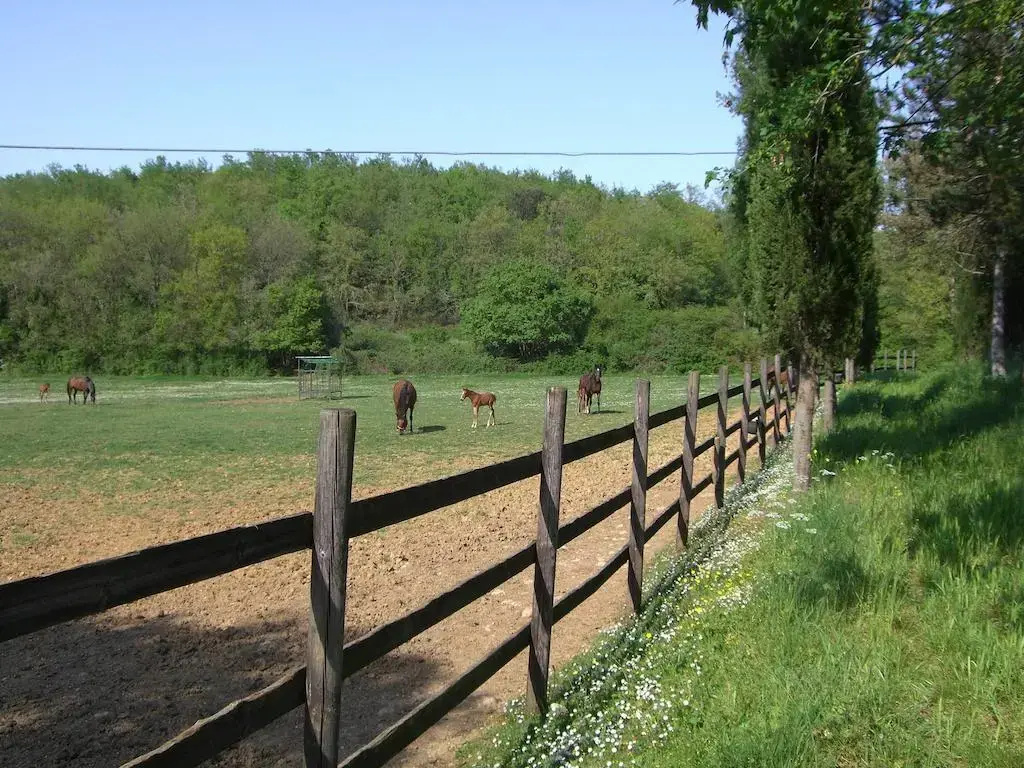 Agriturismo La Selva - Général