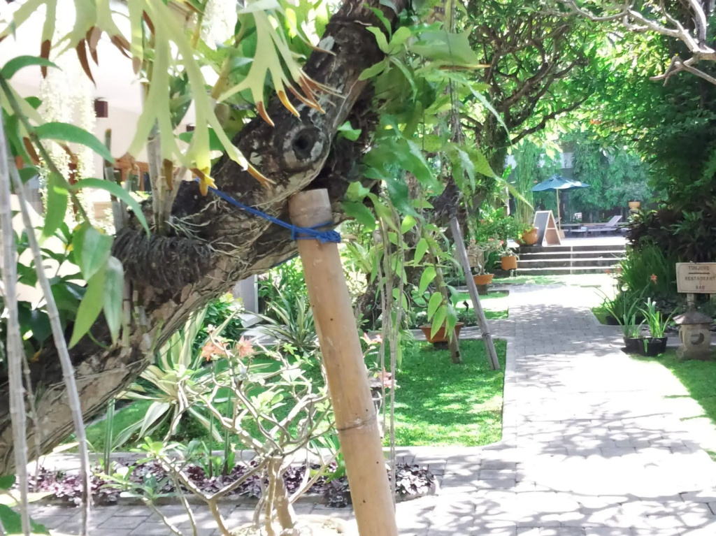 Mentari Sanur Hotel - Général