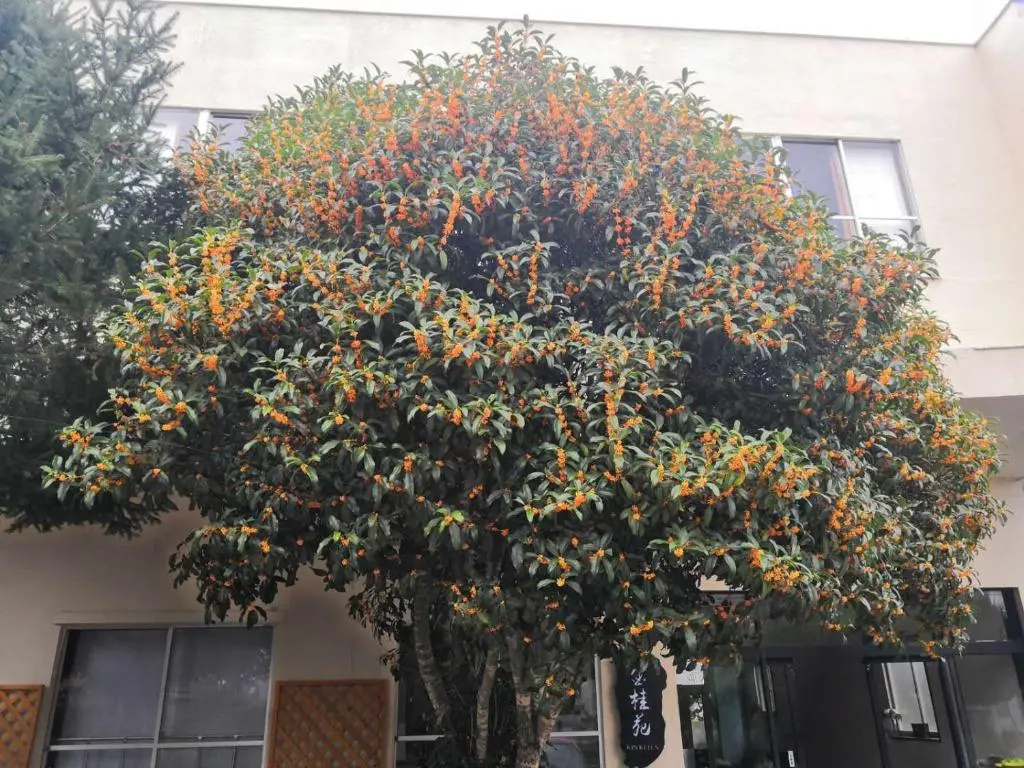 金桂苑