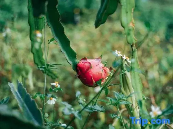 Nasan Green Farm