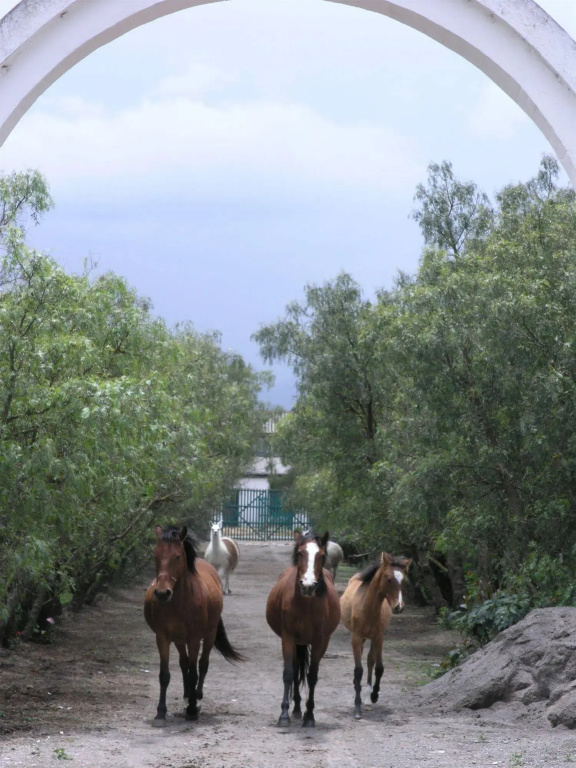 Hacienda La Ciénega - Général