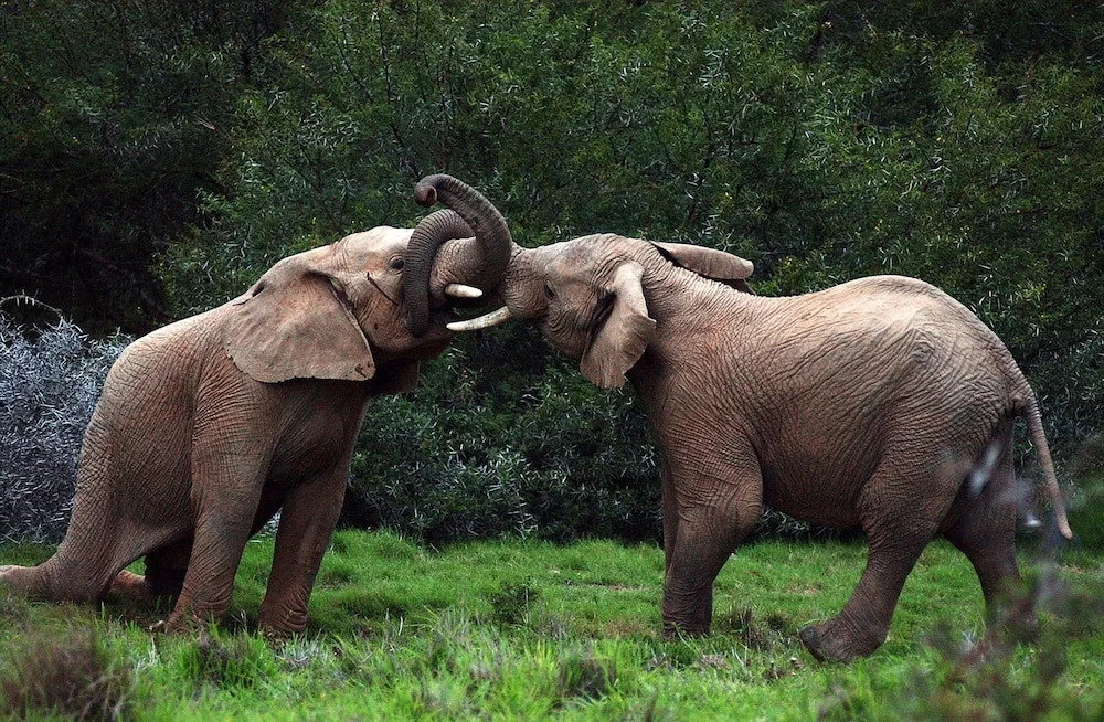 Shamwari Long Lee Manor - фото 12