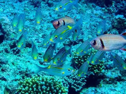 Nungwi Dive Centre