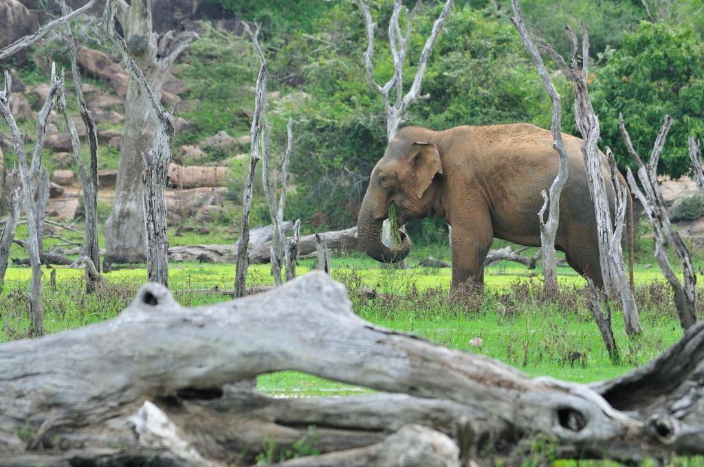 Mahoora Tented Safari Camp - Yala