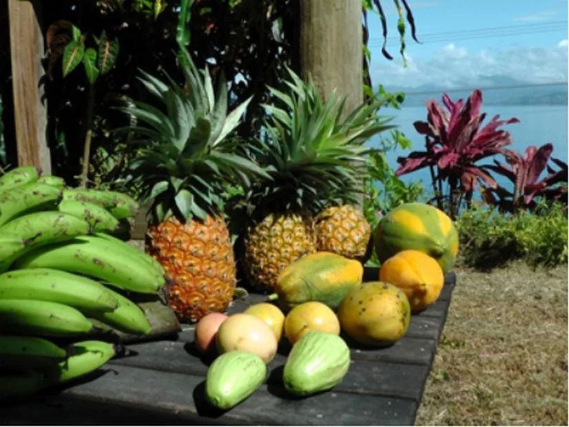 Gecko Lodge Fiji Private Hotel - Général