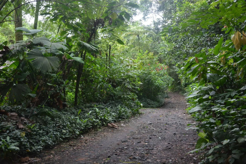 Arenal Oasis Eco Lodge - Général