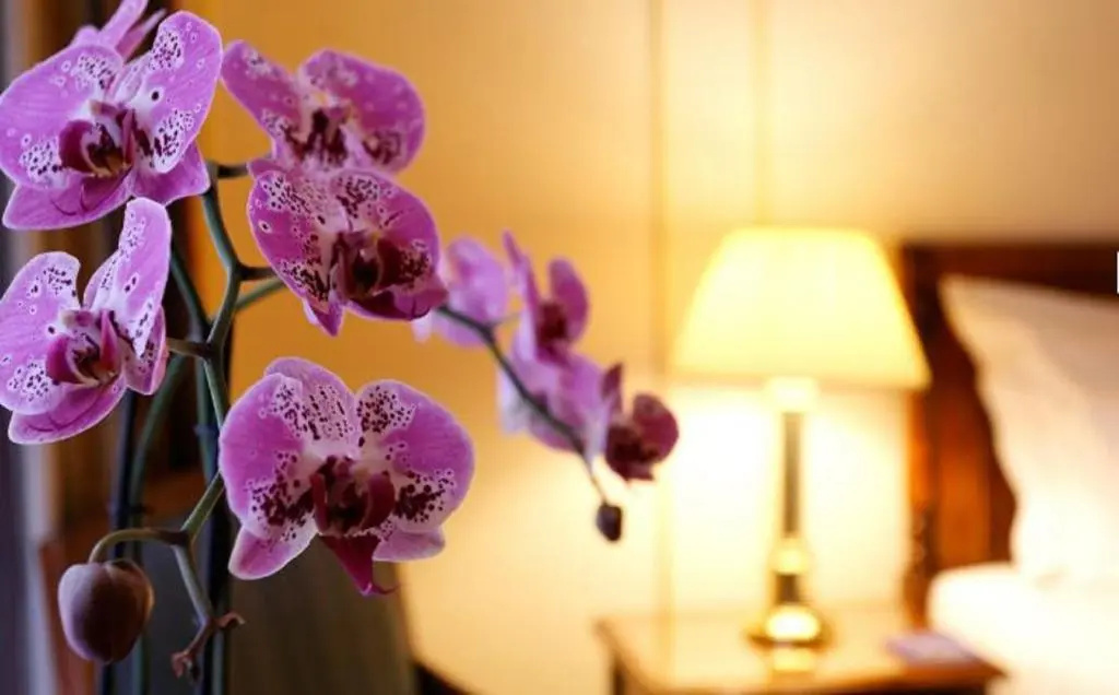 Hotel Le Plaza Brussels - Chambres