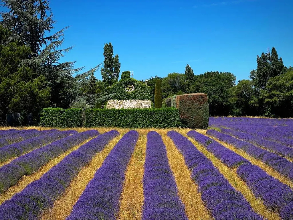 Le Mas Des Abeilles
