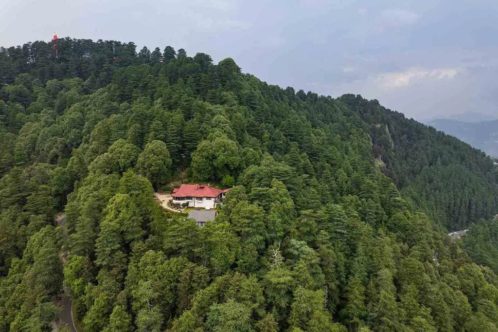 Jungle House