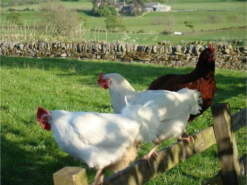 Fairshaw Rigg - BB
