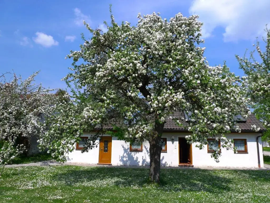 Apartment with garden view