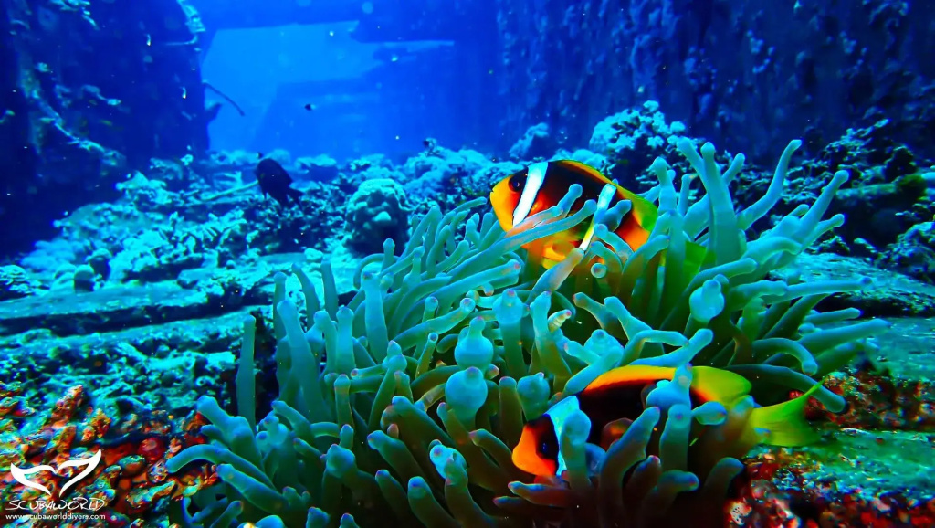 Mövenpick Waterpark Resort & Spa Soma Bay: Colorful clownfish swim among sea anemones and coral in clear blue water.