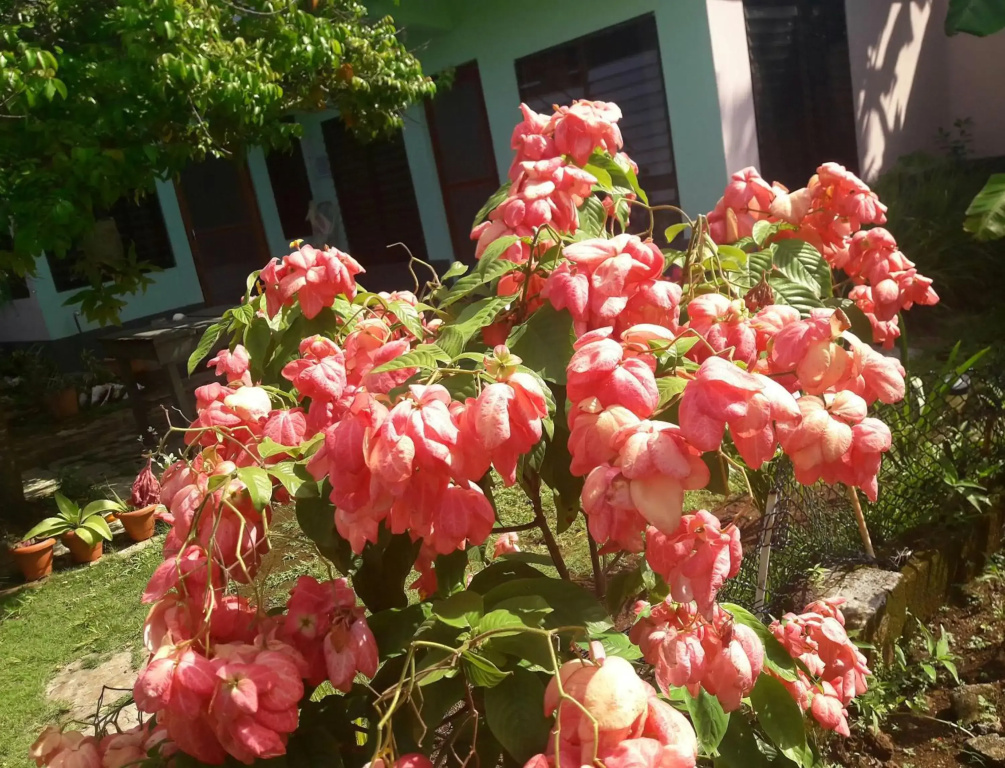 Villy's Cottage