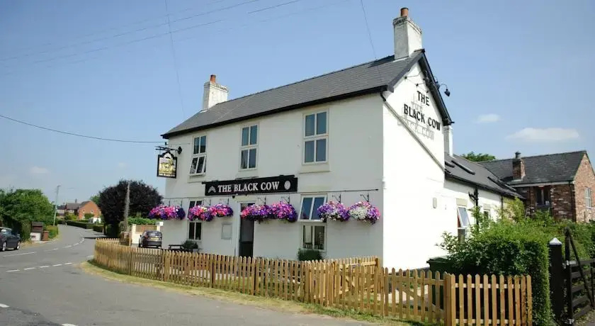 The Black Cow 2