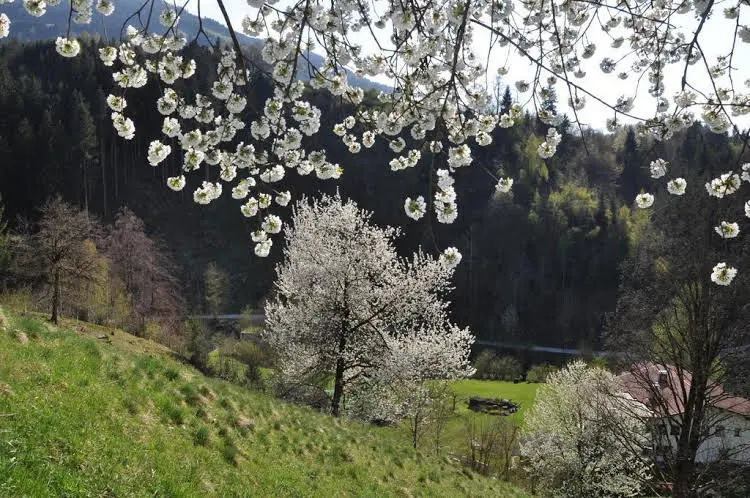Edelweiss