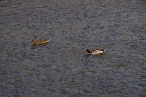 Image 15