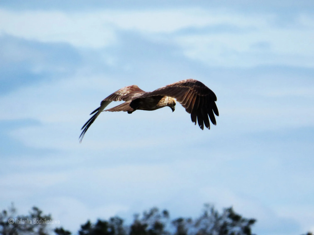 Mahoora Tented Safari Camp - Wilpattu - фото 17