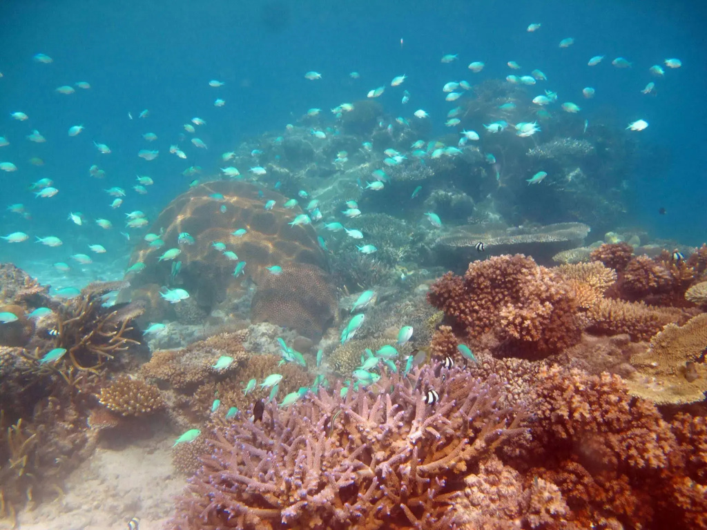 Mantaray Island Resort - Général