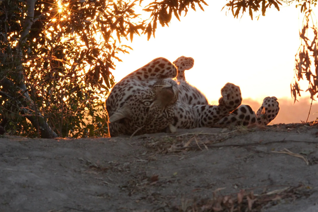 Leopard Mountain Safari Lodge