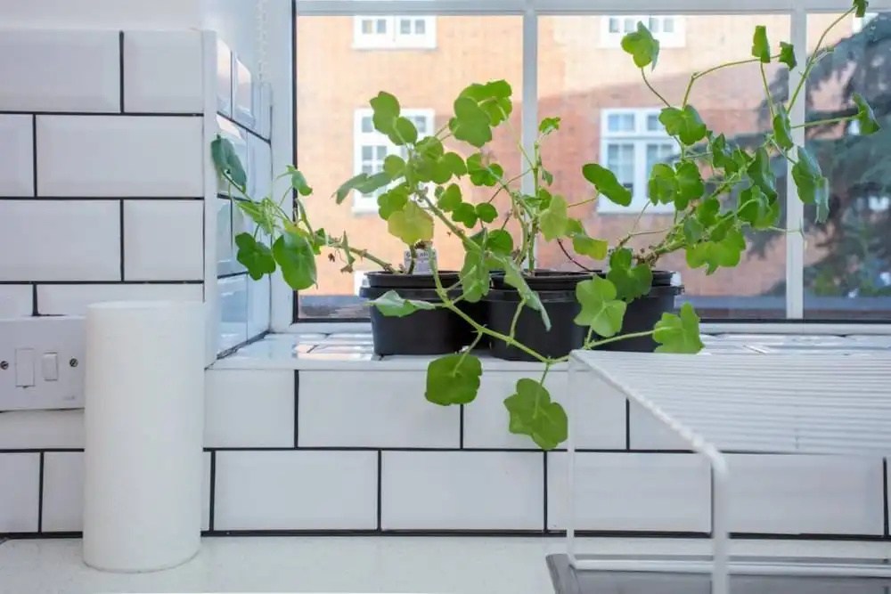 Sunny Flat in Islington