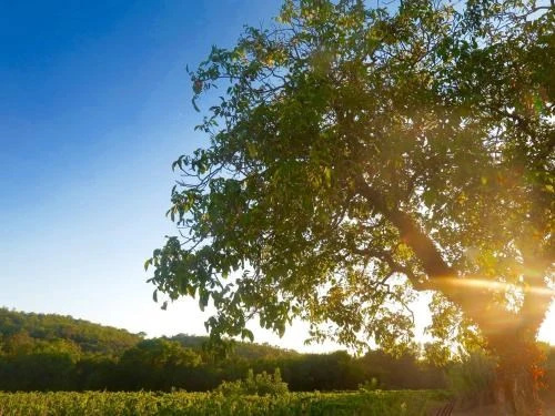 La Prévote