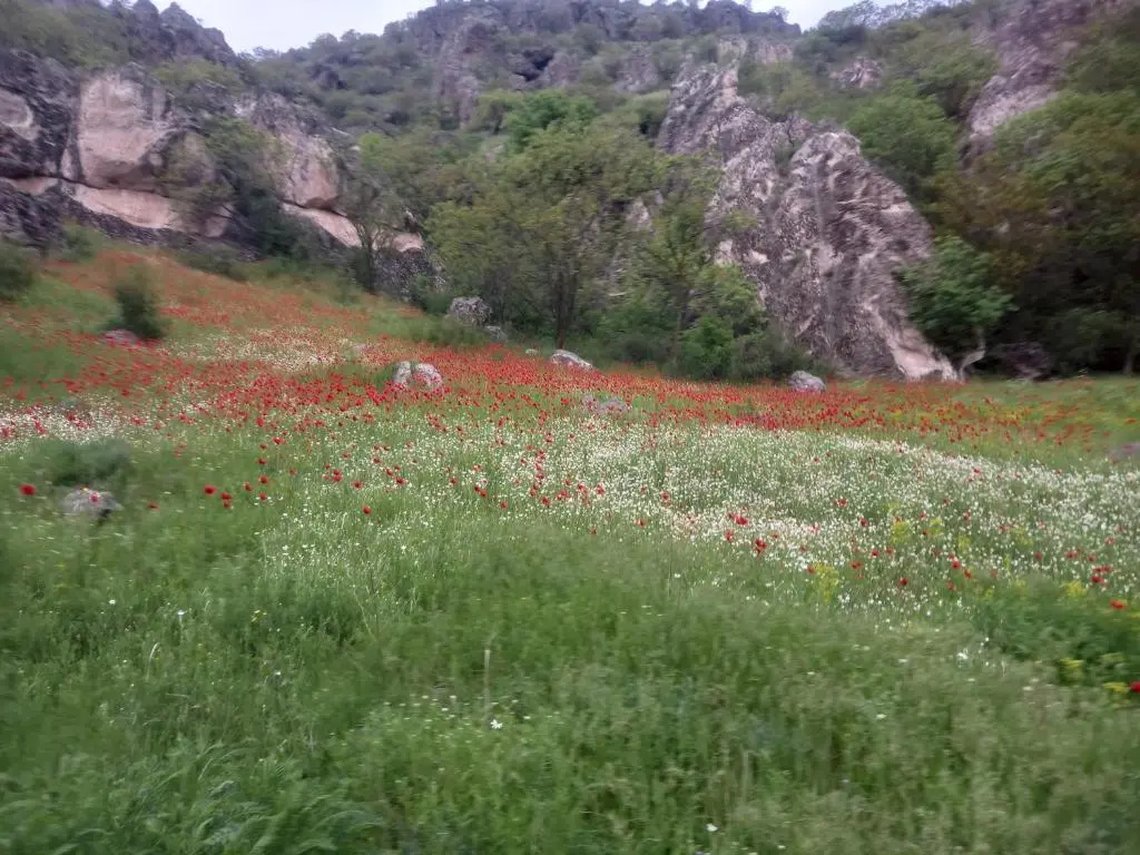 Сhachkari