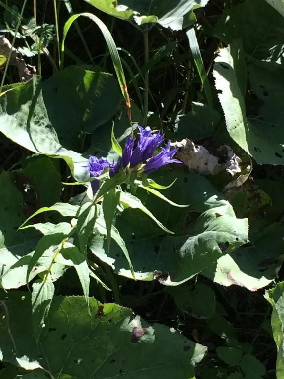 Fewo Schlosspark Grubhof