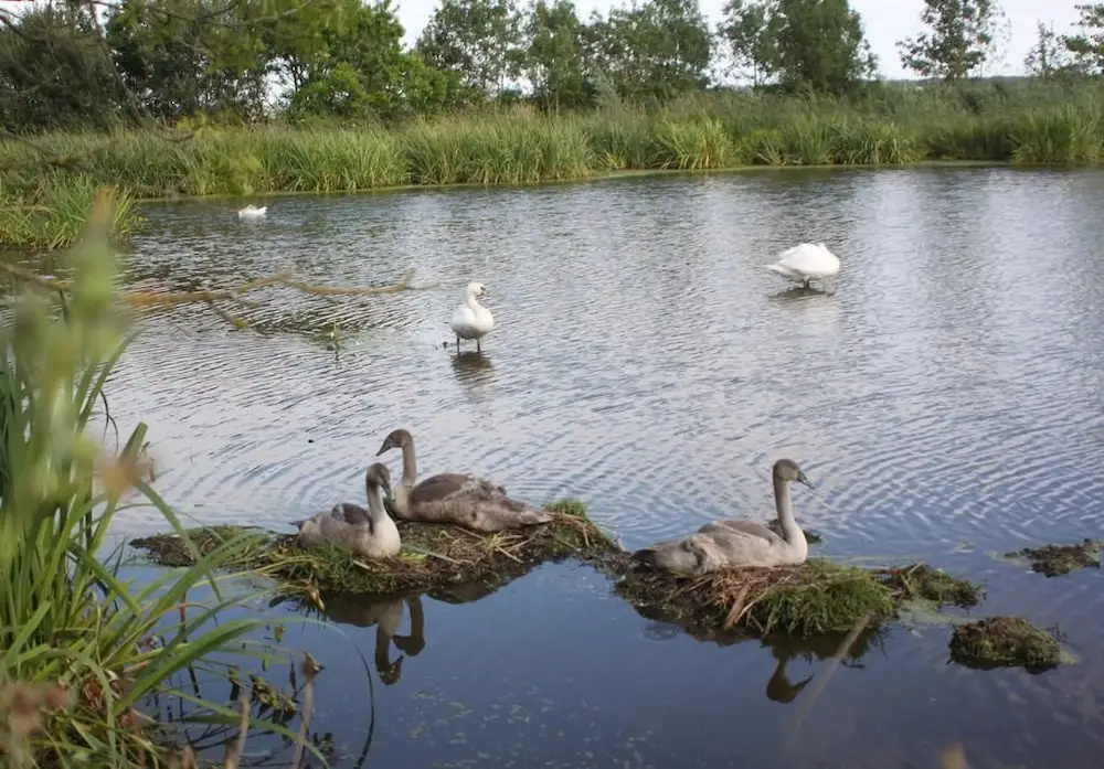 Voir la photo 1 — Le Clos du Marais