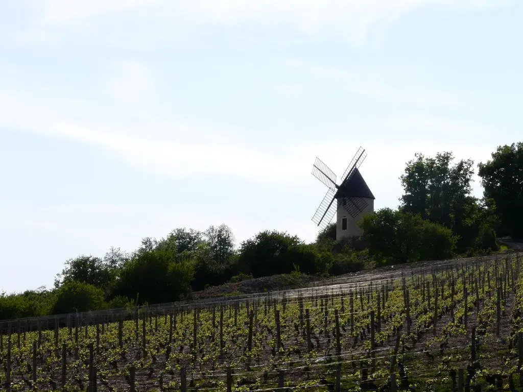 La Chouette - Général