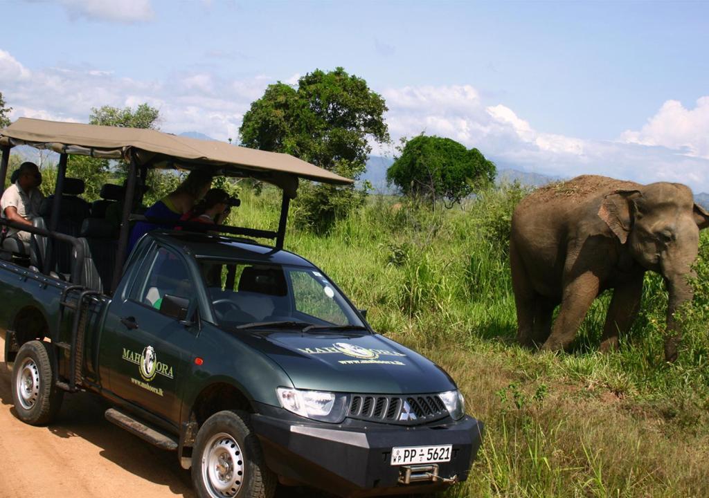 Mahoora Tented Safari Camp - Udawalawe