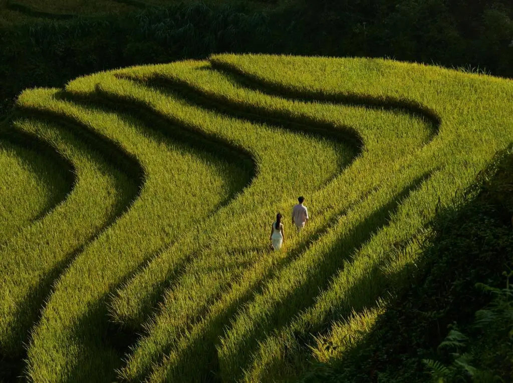 Garrya Mu Cang Chai