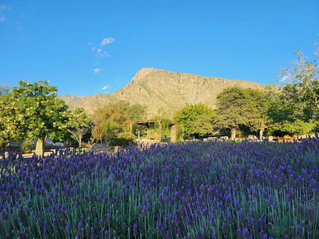 Casa Torrontés - Viñedos de Cafayate Alquiler Temporario