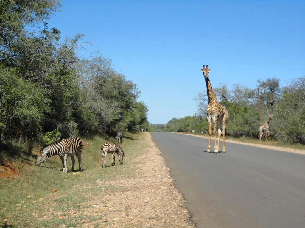 Khumbula iAfrica 1