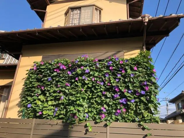 KOTO TEA HOUSE - Vacation STAY 12837