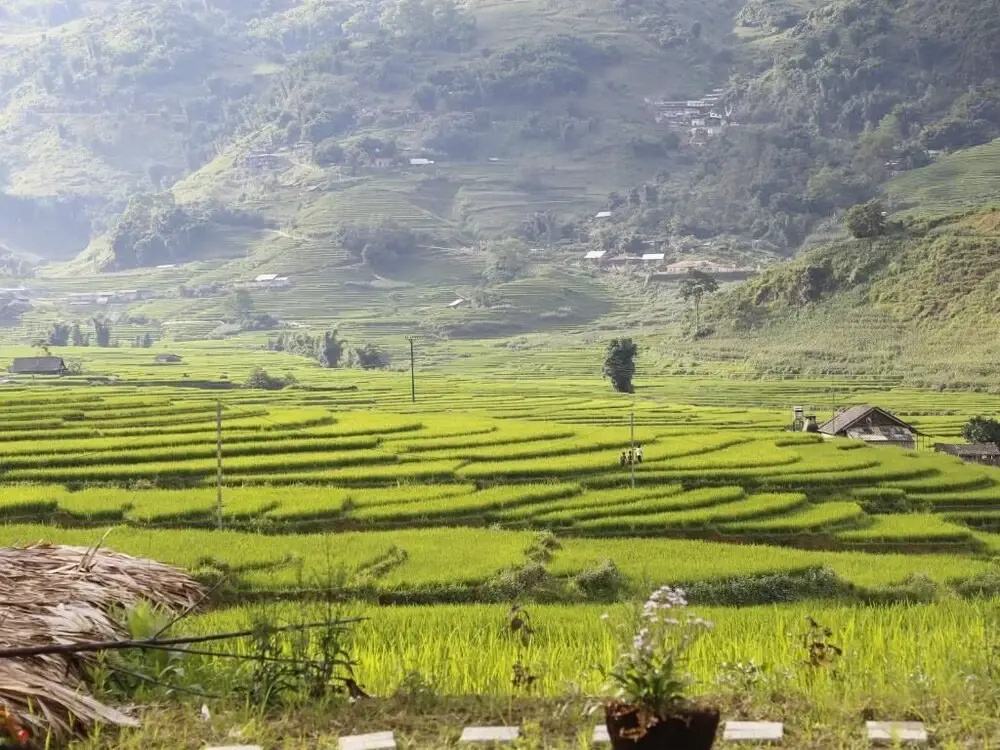 Golden Rice Garden Sapa