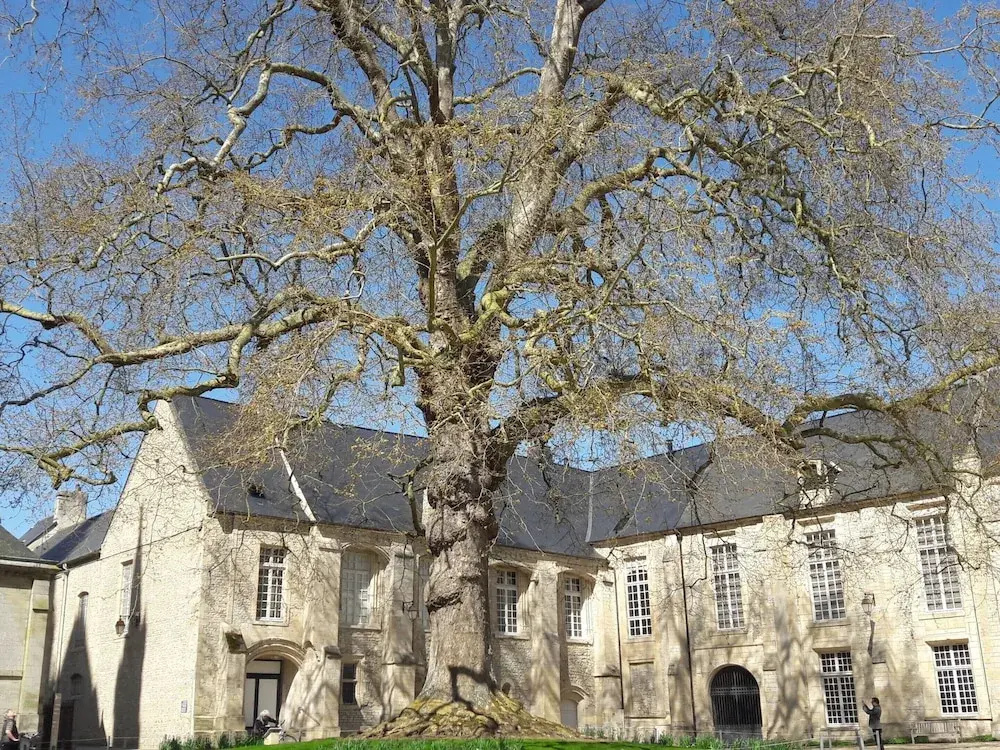 Voir la photo 1 — Apartment in the Historic Centre of Bayeux