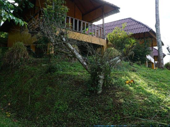 Mae Salong Mountain Home image