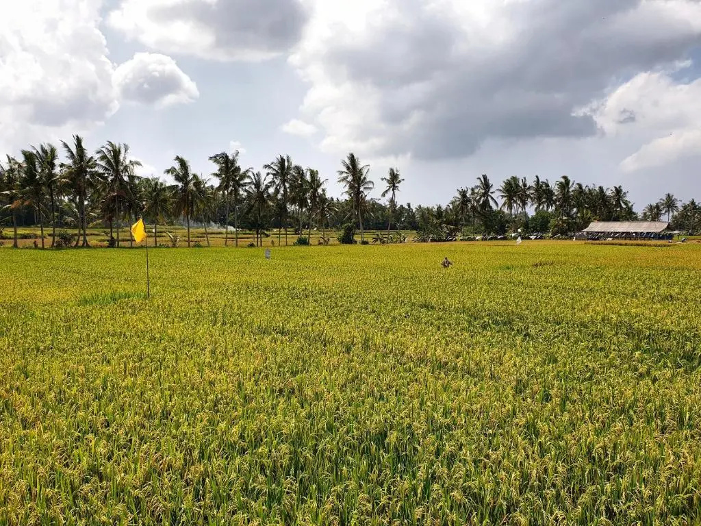 RC ubud villa