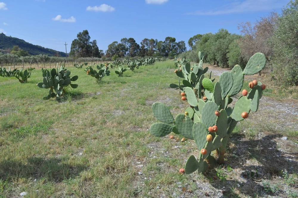 I Cedri