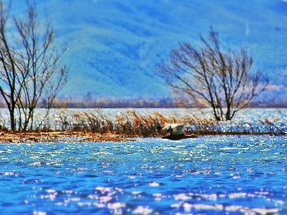 Lijiang Scenery Retreats Lake Front Villa Resort - фото 15