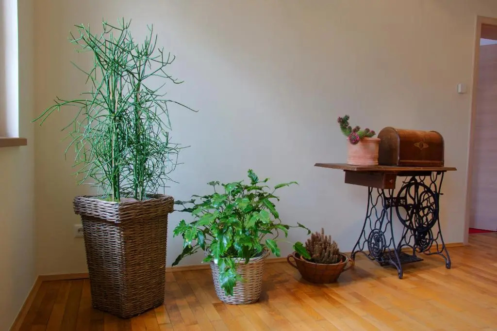 Pension Am Finkenberg - Chambres