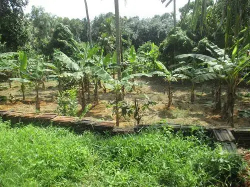 Vayal