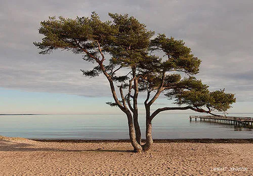 Åhus Seaside - Général