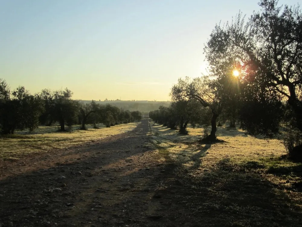 Hacienda Dos Olivos - Général