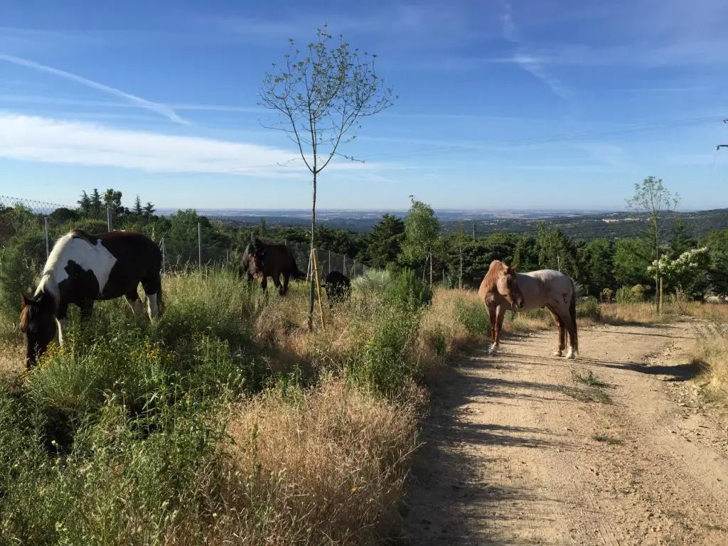 Finca el enebro